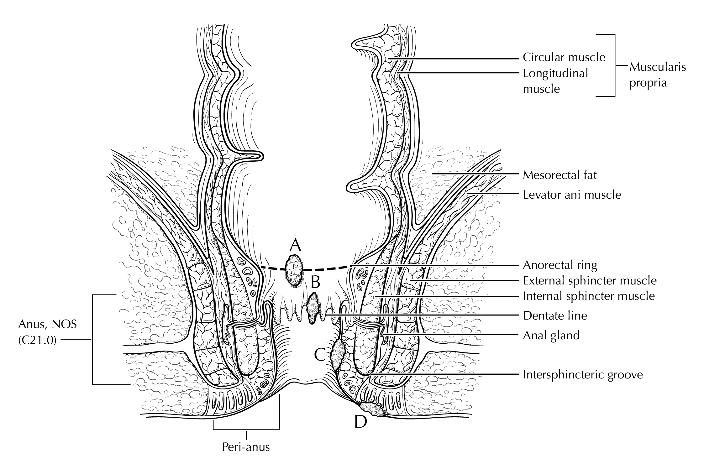 LOWGI_ANUS_Coronal_anatomy.jpg