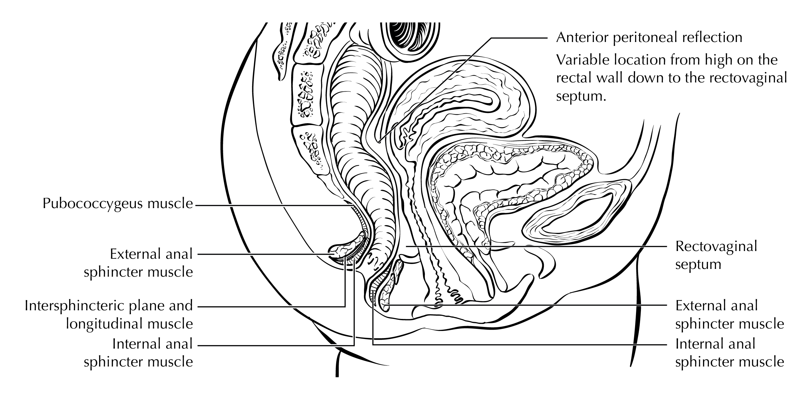 LOWGI_ANUS_Sagittal_anatomy.jpg