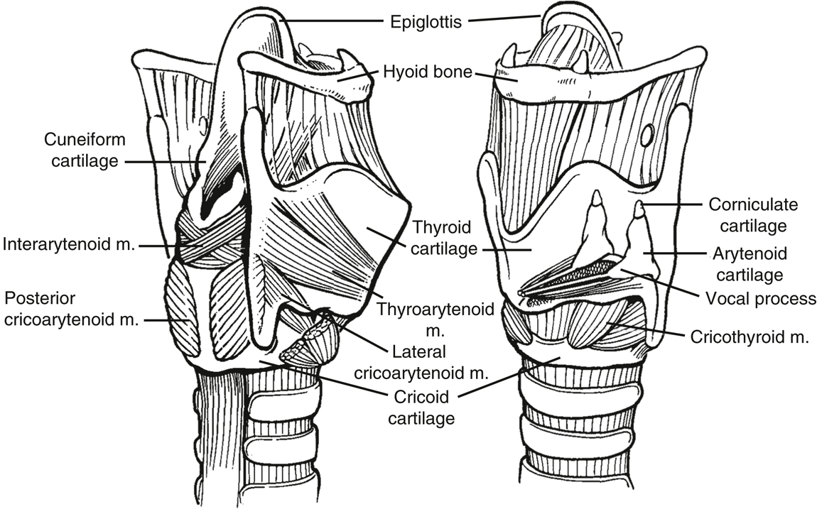 Pino-ch013-image001