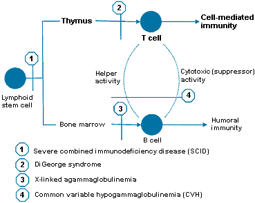 fig3-3.gif