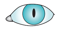 EYE4
